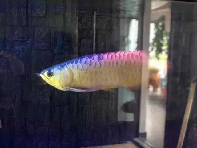 馮鈐：談談我心中的魚