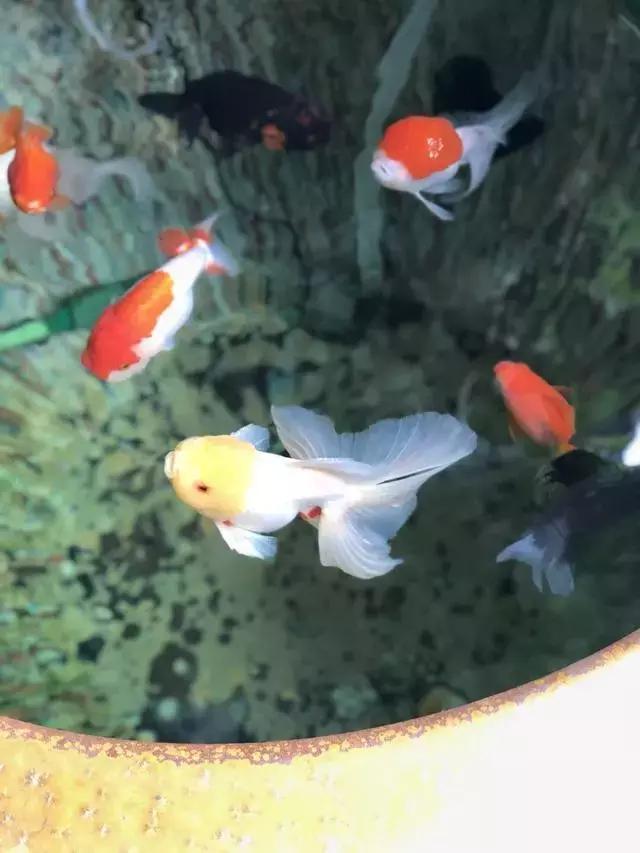 馮鈐：談談我心中的魚