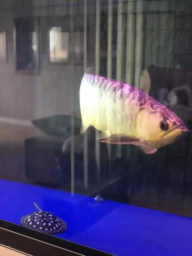 馮鈐：談談我心中的魚