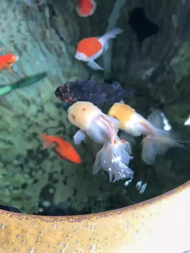 馮鈐：談談我心中的魚