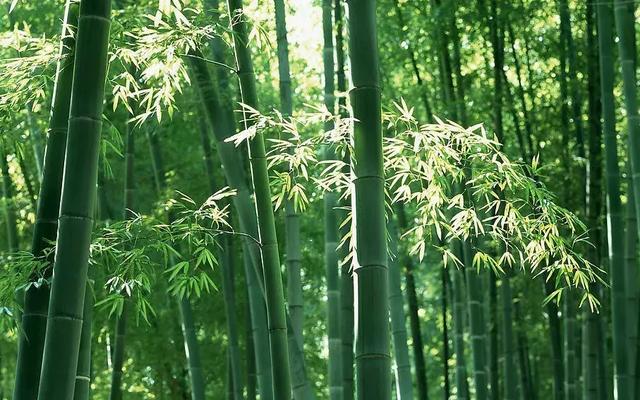 和田玉中的青竹風骨
